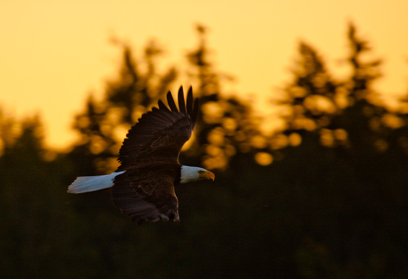 Bald Eagle In Flight